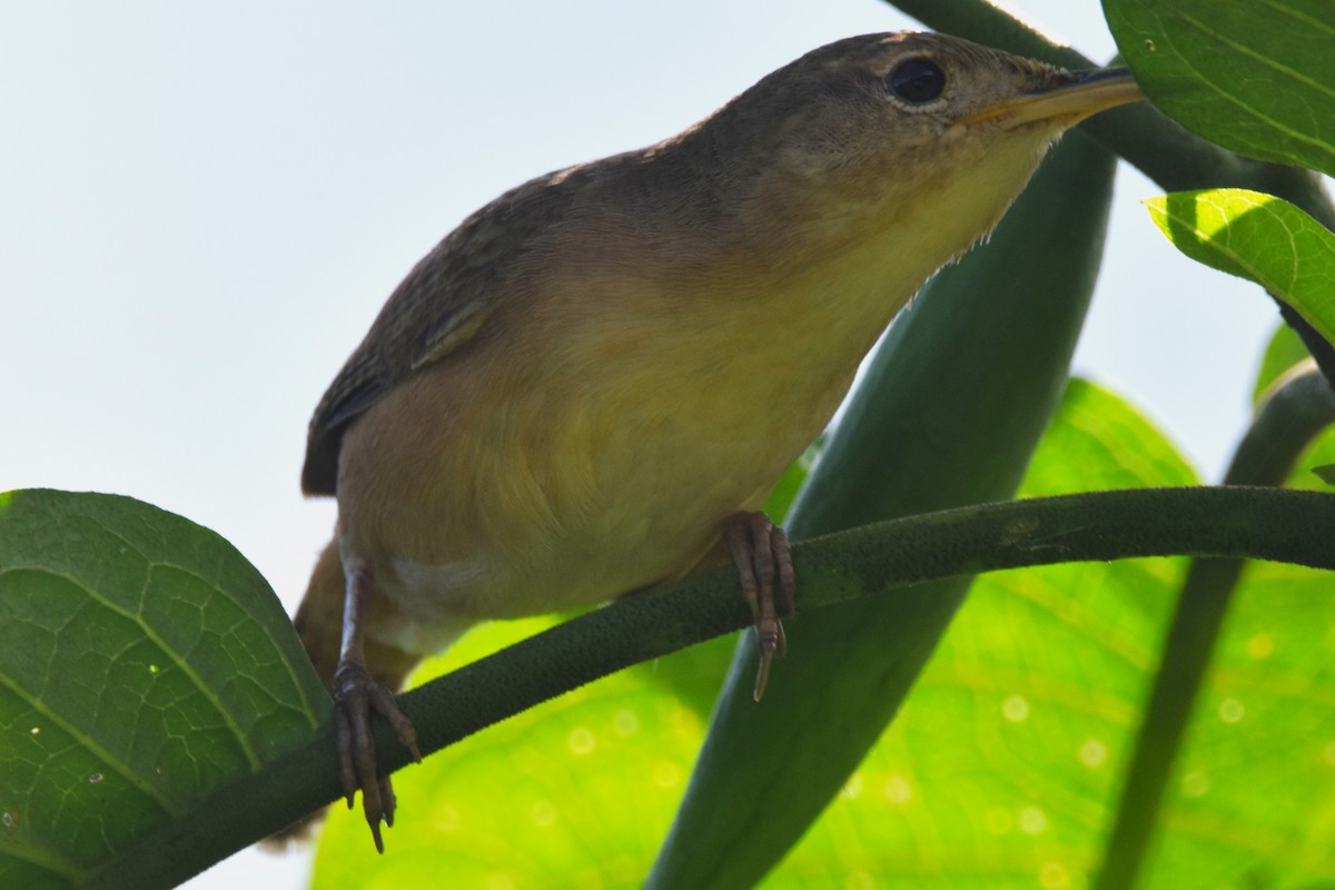 House Wren - ML620703856