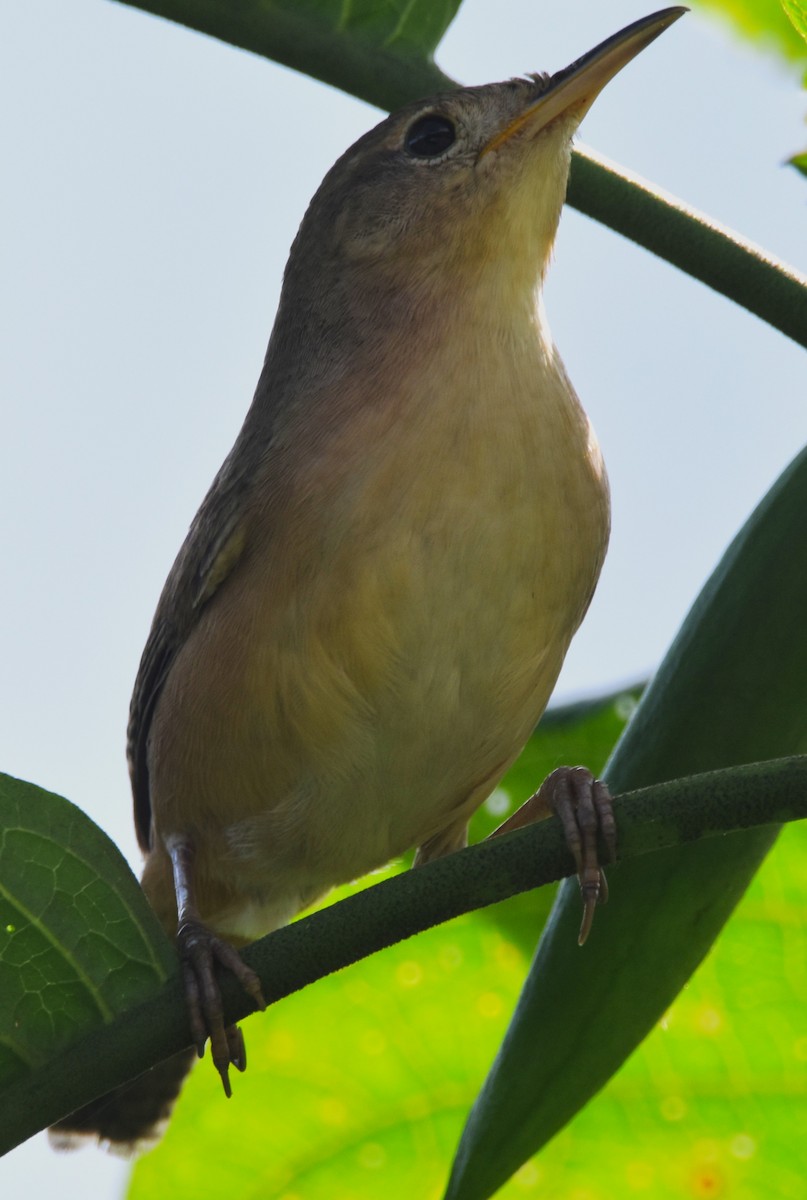 House Wren - ML620703857