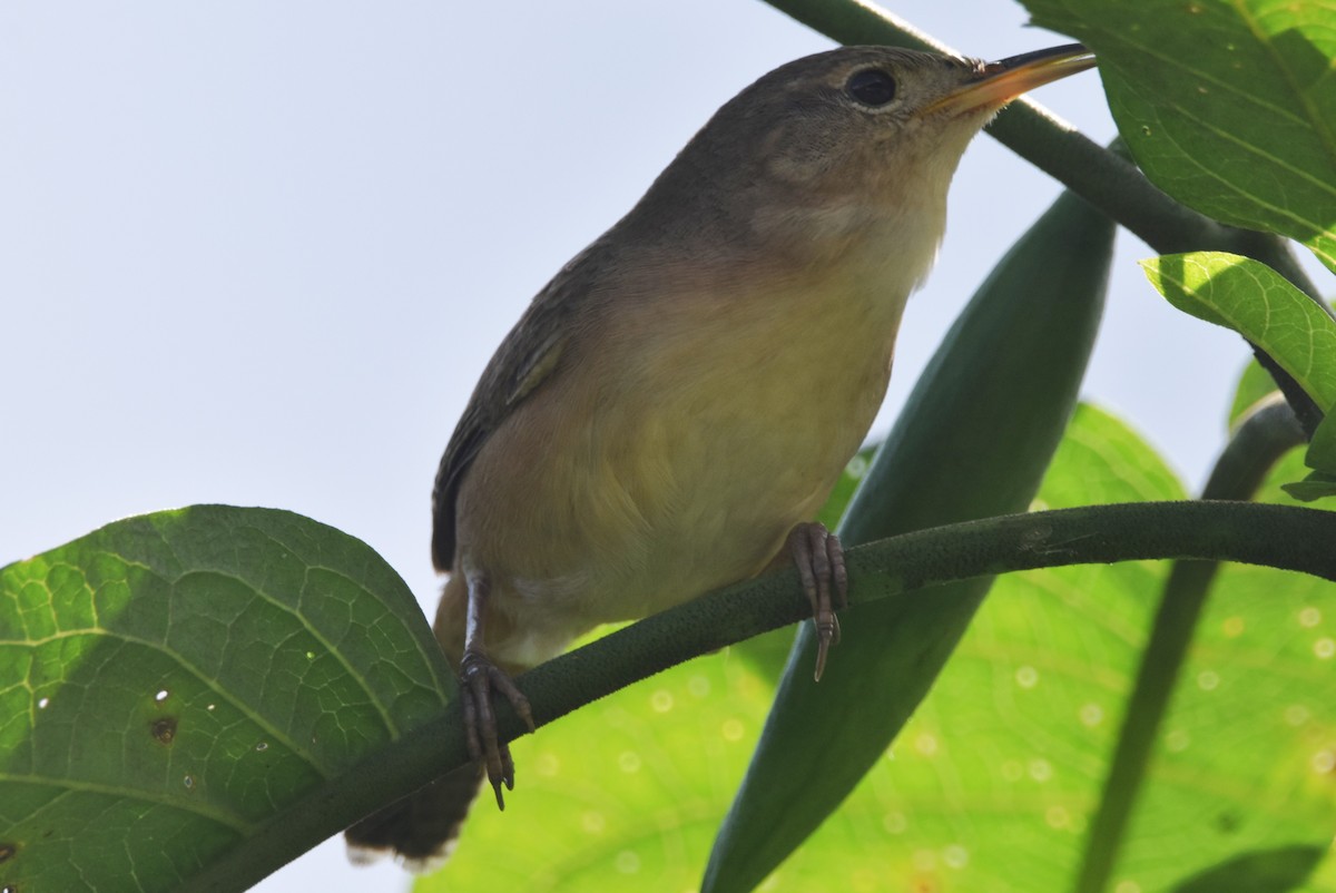 House Wren - ML620703858