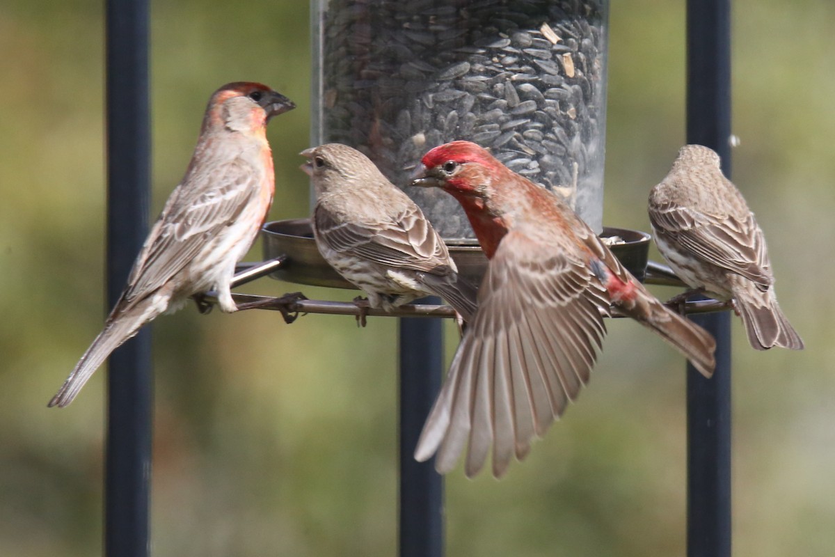 House/Purple Finch - ML620703861