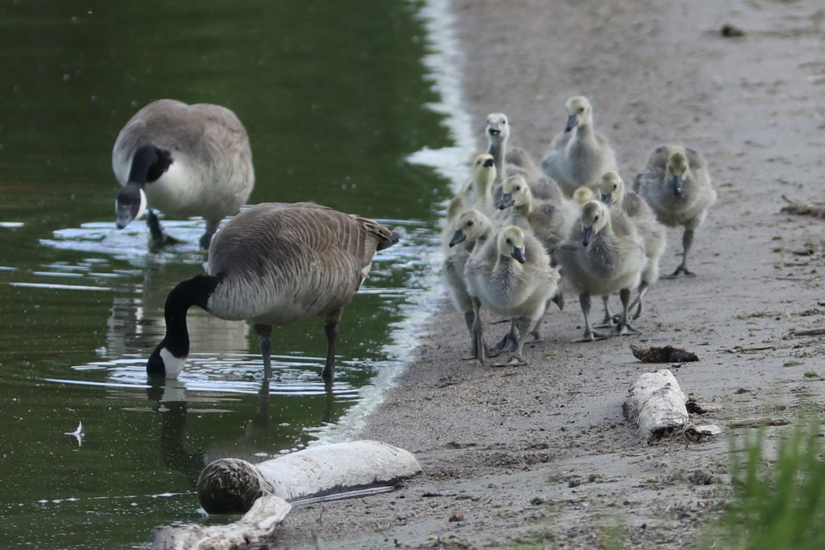 Canada Goose - Irene Crosland