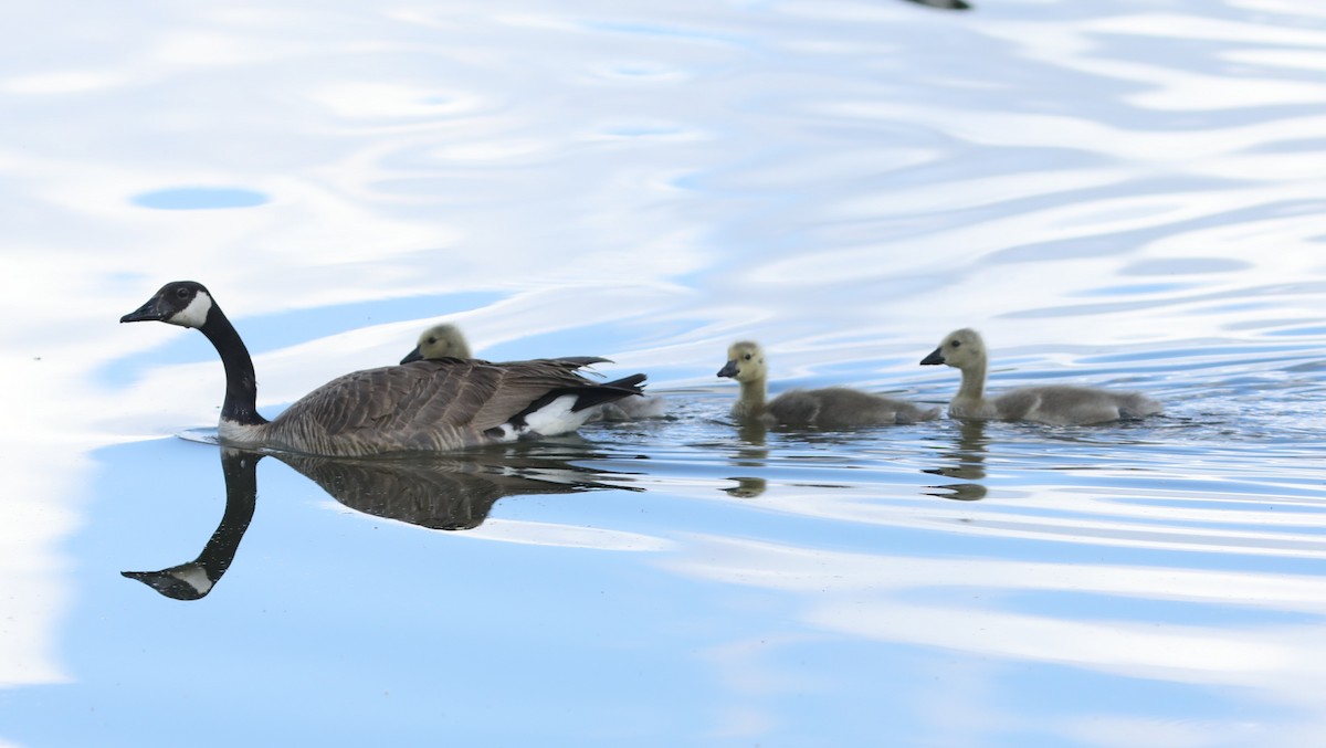 Canada Goose - ML620703863