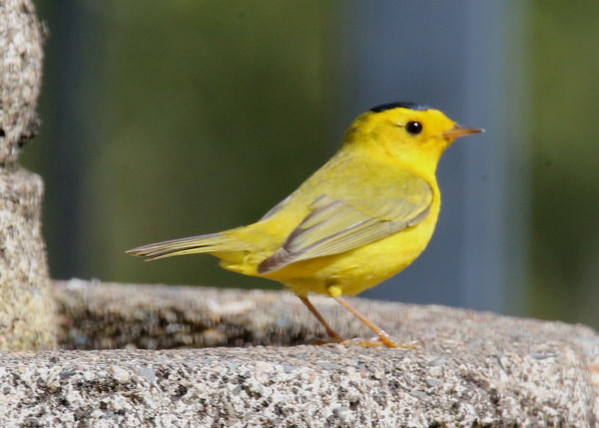 Wilson's Warbler - ML620703865