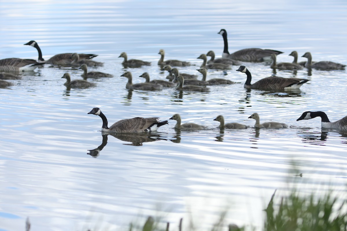 Canada Goose - Irene Crosland