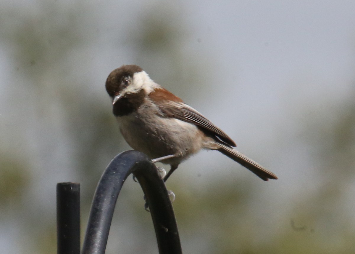 Chestnut-backed Chickadee - ML620703869