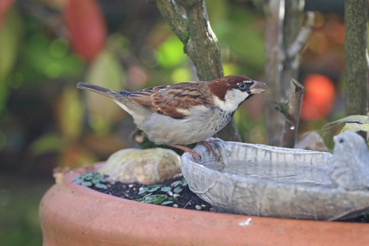 Italian Sparrow - Leonardo Rassu