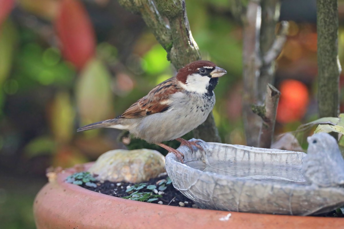 Italian Sparrow - ML620703871