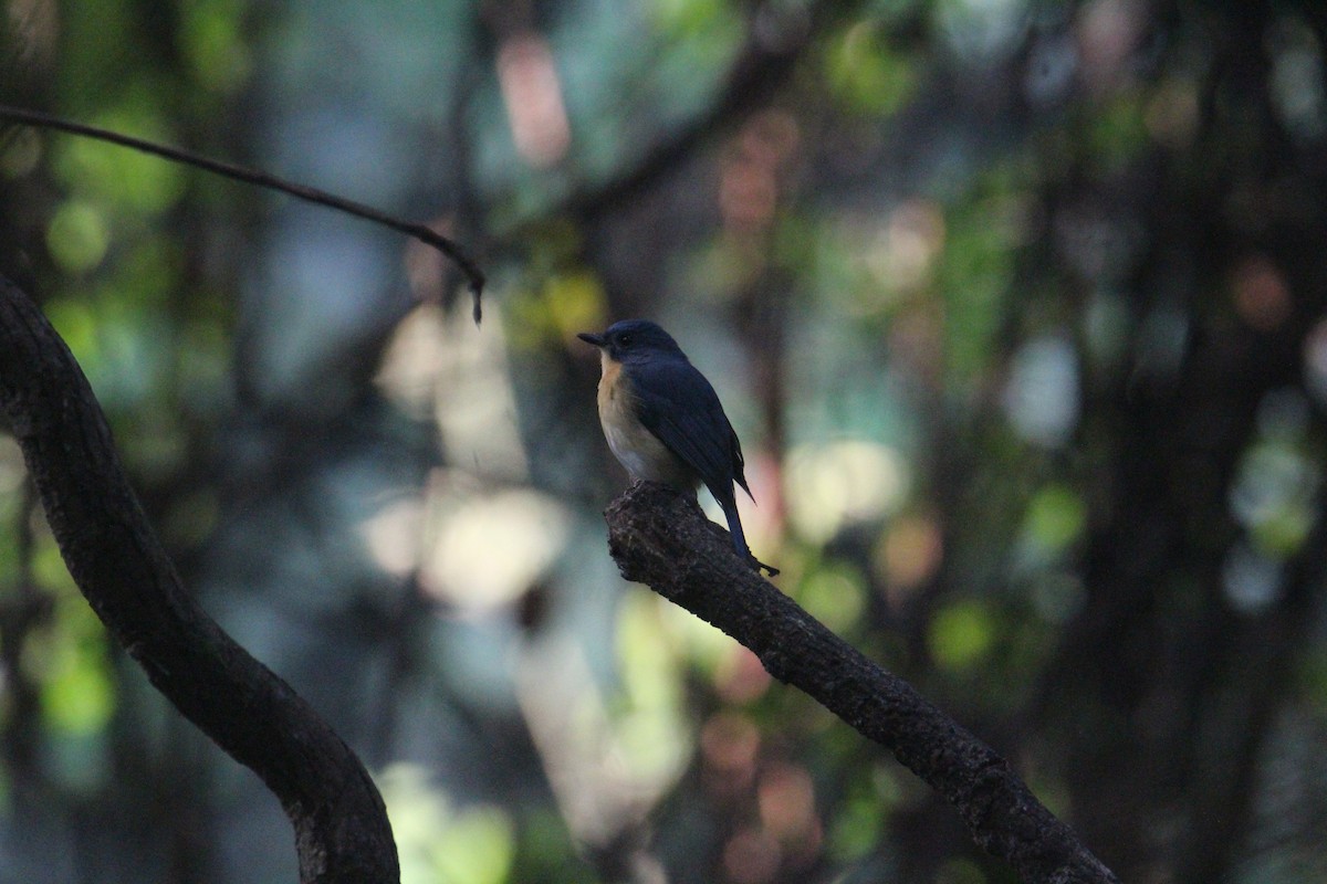 Tickell's Blue Flycatcher - ML620703872