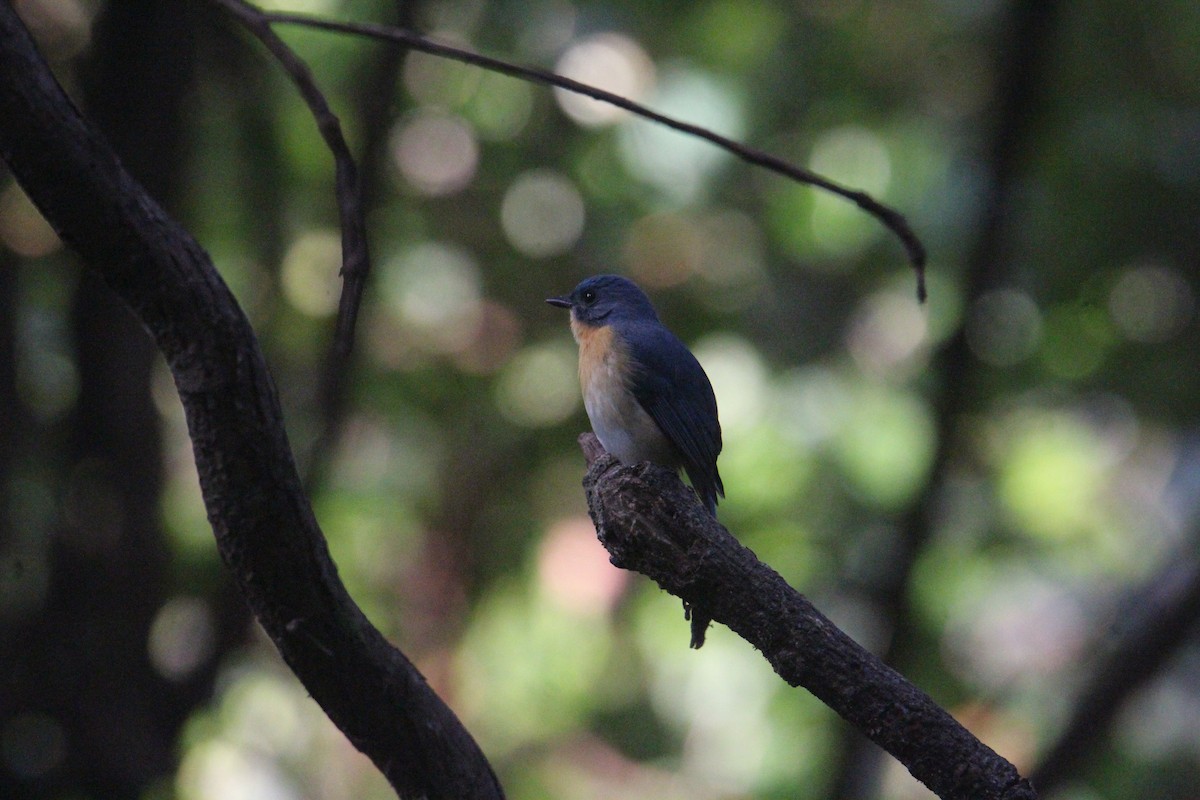 Tickell's Blue Flycatcher - ML620703874