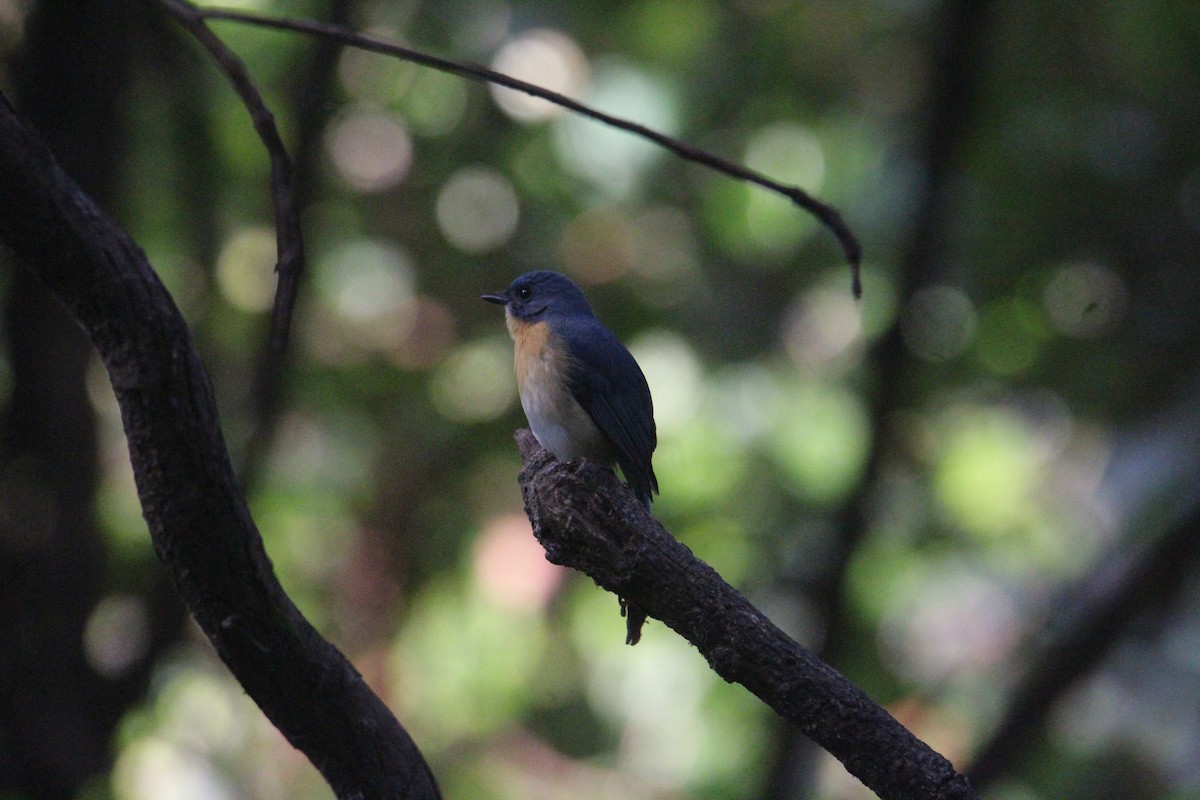 Tickell's Blue Flycatcher - ML620703875