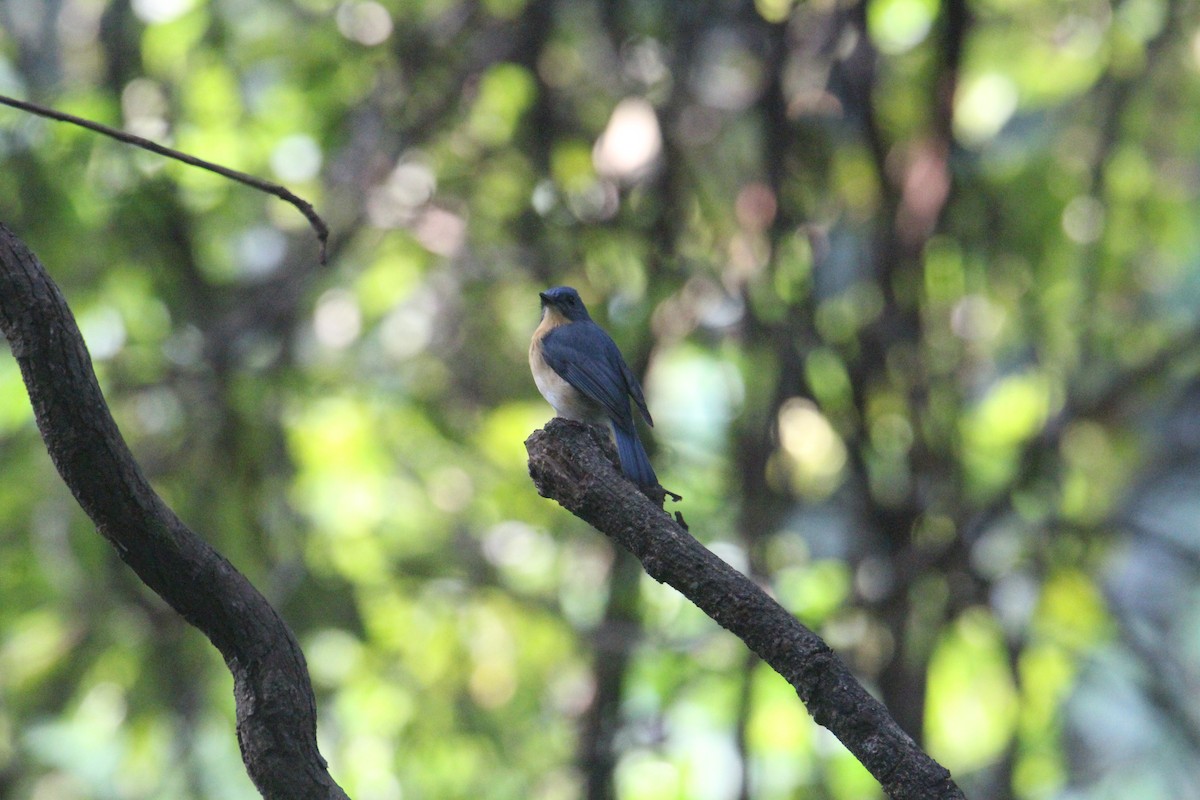 Tickell's Blue Flycatcher - ML620703877