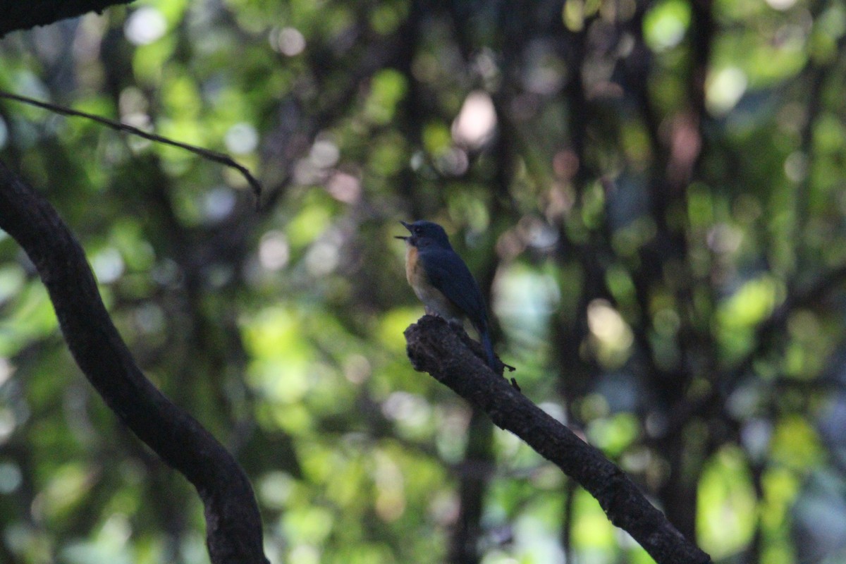 Tickell's Blue Flycatcher - ML620703878