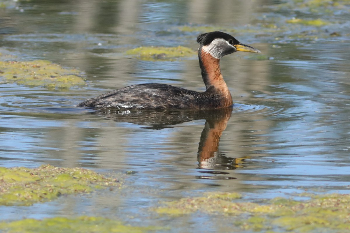 Red-necked Grebe - ML620703881