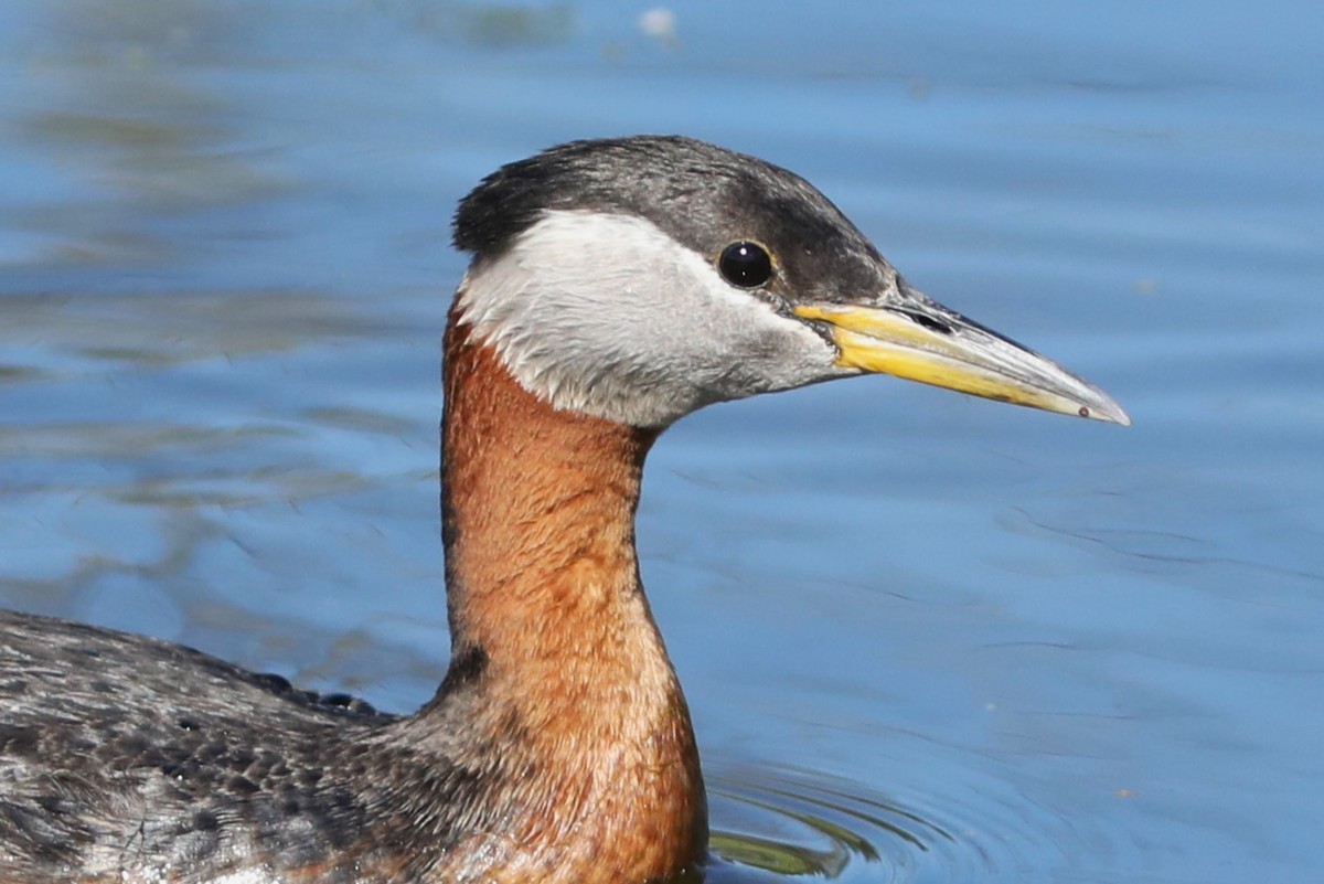 Red-necked Grebe - ML620703882