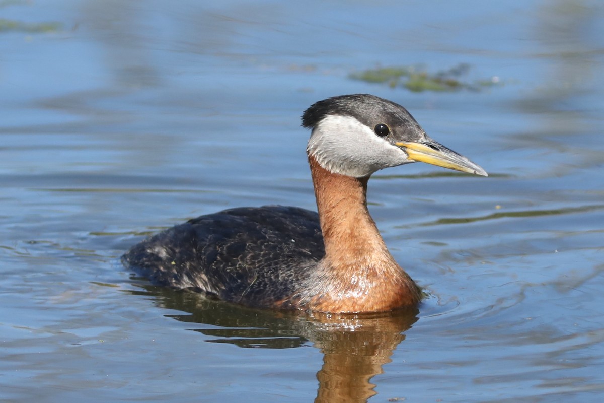 Red-necked Grebe - ML620703883