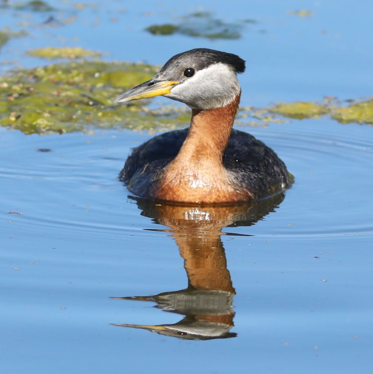 Red-necked Grebe - ML620703884