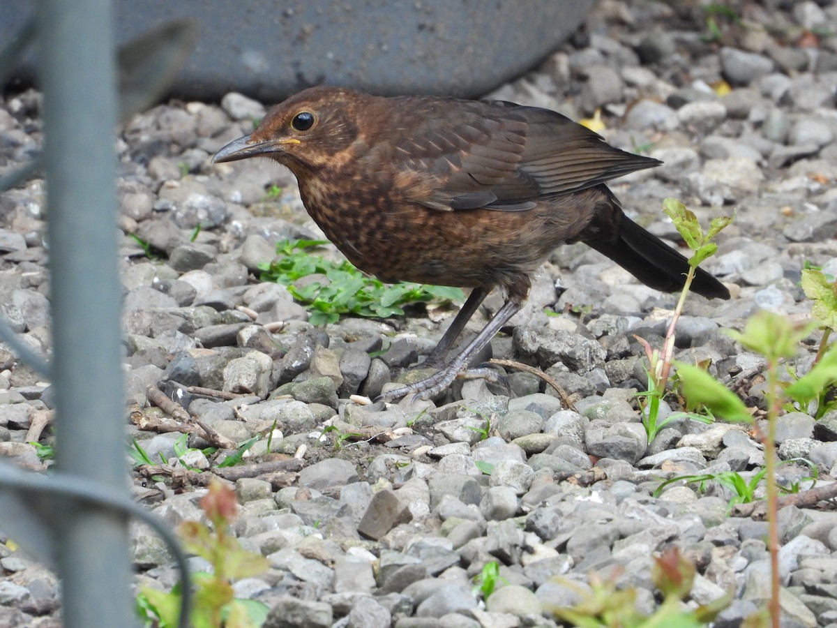 Eurasian Blackbird - ML620703886