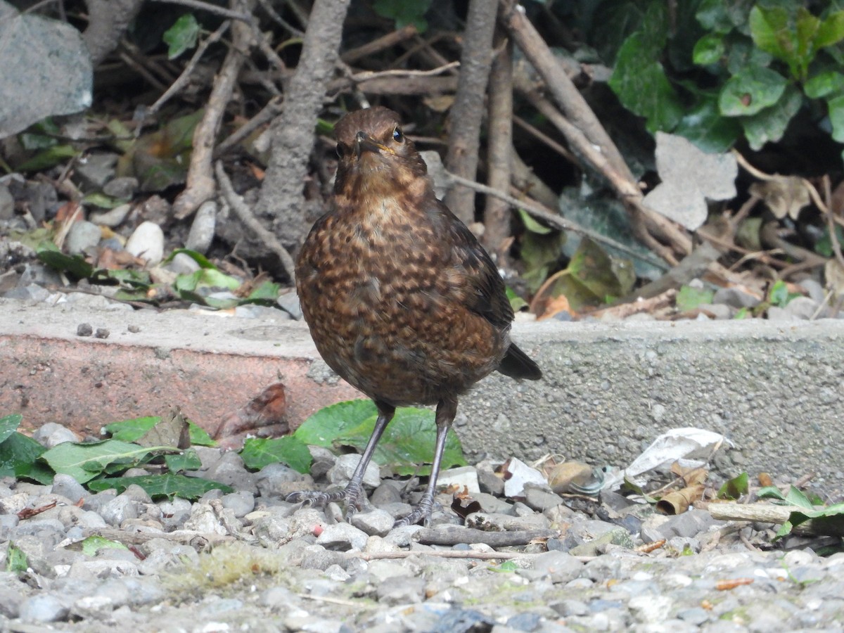 Eurasian Blackbird - ML620703887