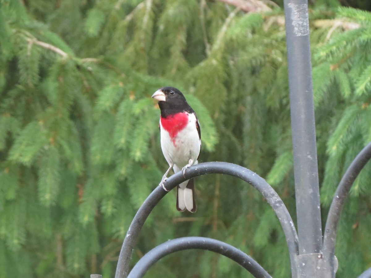 Rose-breasted Grosbeak - ML620703889