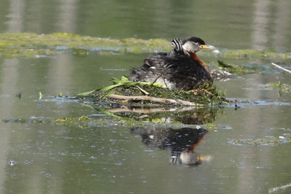 Red-necked Grebe - ML620703890