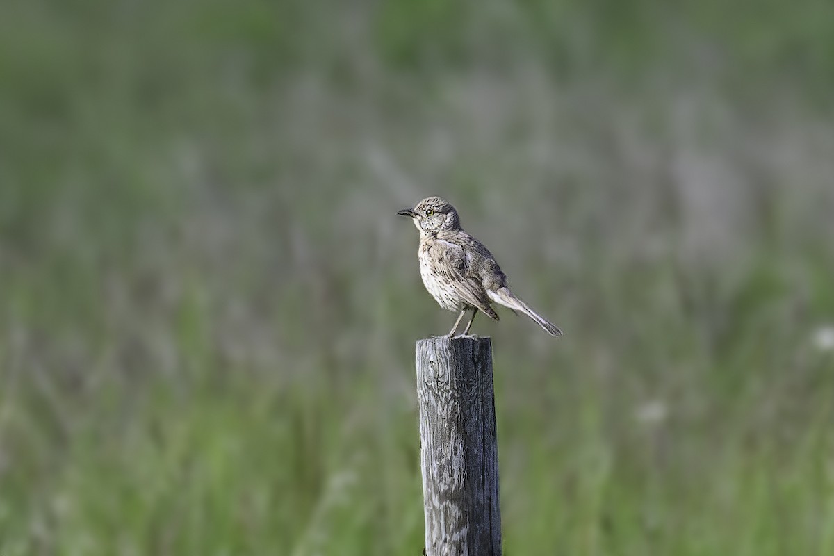 Sage Thrasher - ML620703892