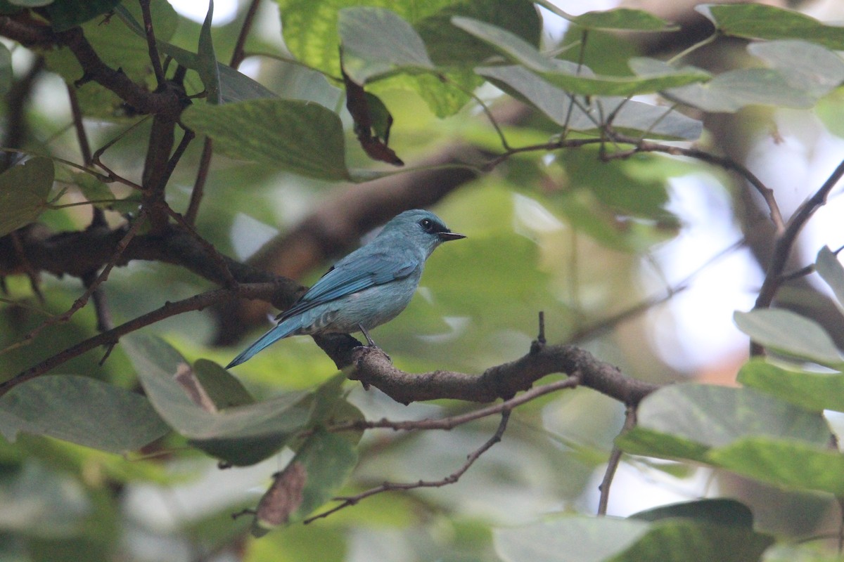 Verditer Flycatcher - ML620703894