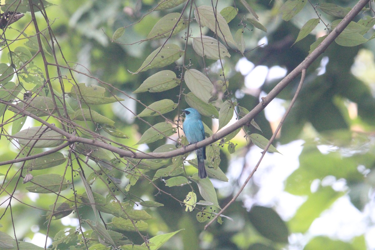 Verditer Flycatcher - ML620703896