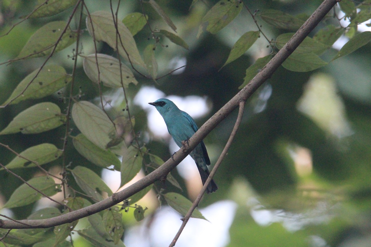 Verditer Flycatcher - ML620703897