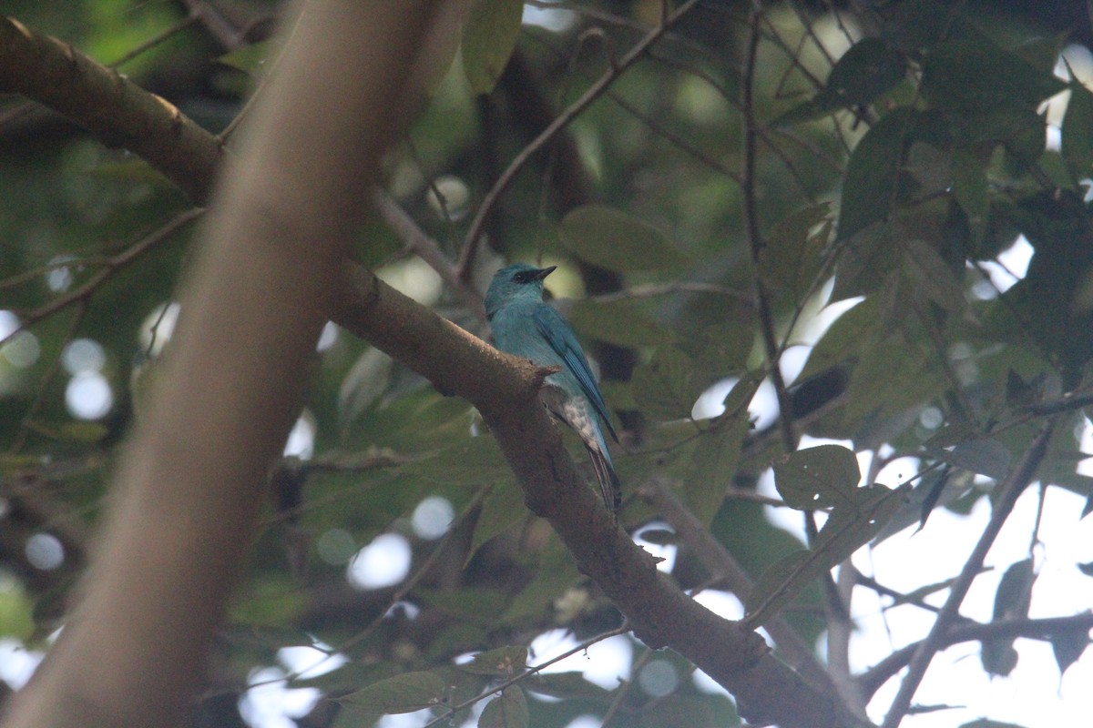 Verditer Flycatcher - ML620703899