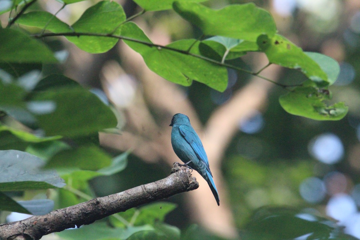 Verditer Flycatcher - ML620703901