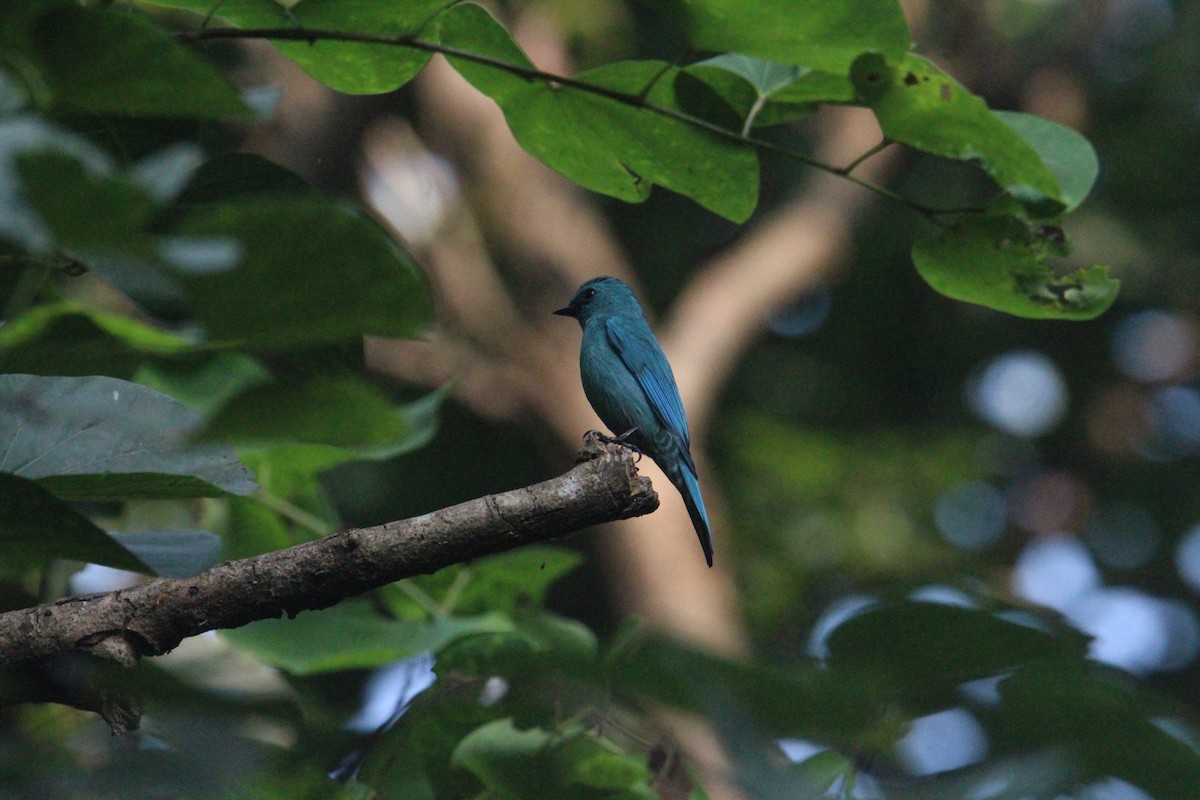 Verditer Flycatcher - ML620703902