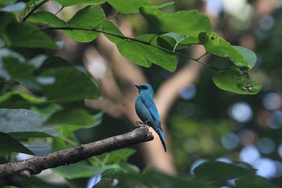 Verditer Flycatcher - ML620703904