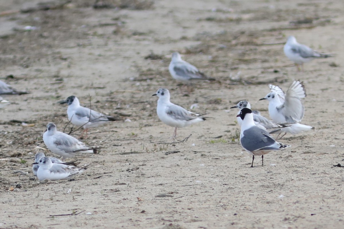 Franklin's Gull - ML620703905