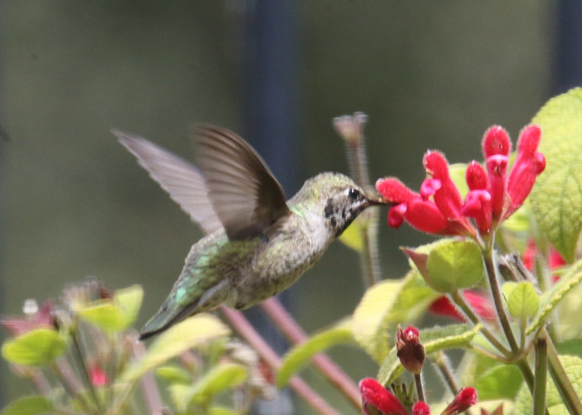 Anna's Hummingbird - ML620703907