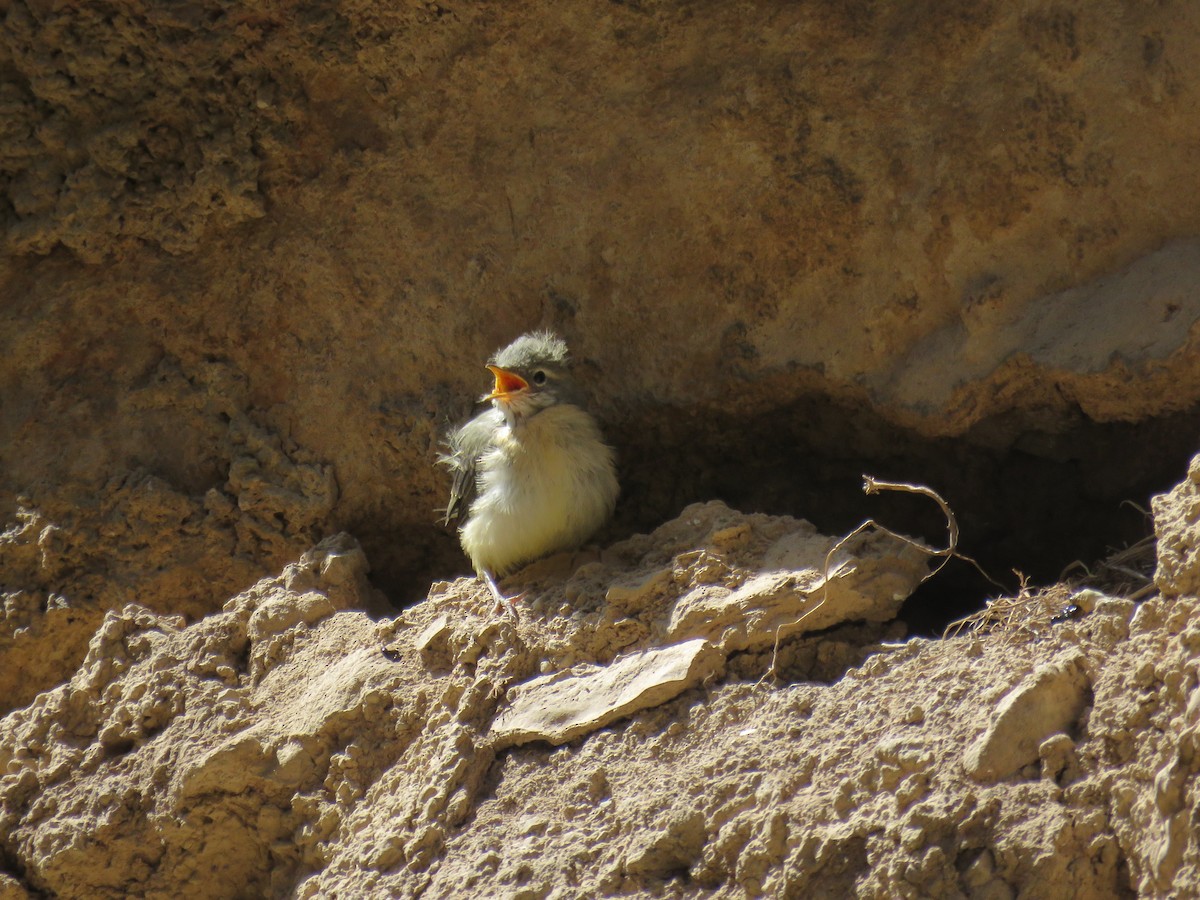 Gray Wagtail - ML620703908