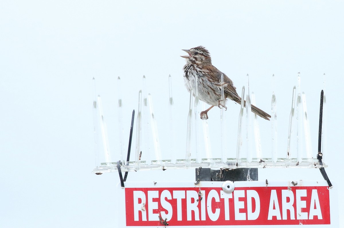 Song Sparrow (melodia/atlantica) - ML620703909