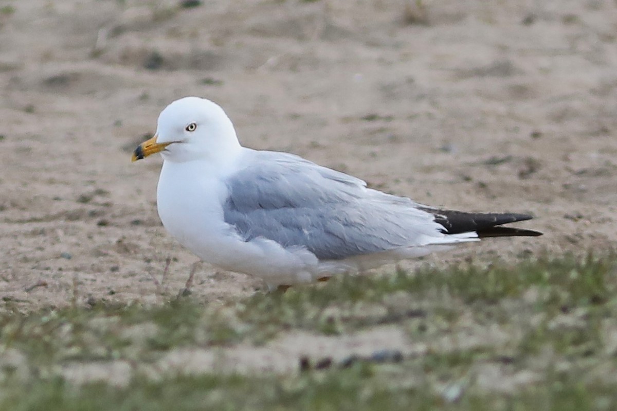 Ring-billed Gull - ML620703911