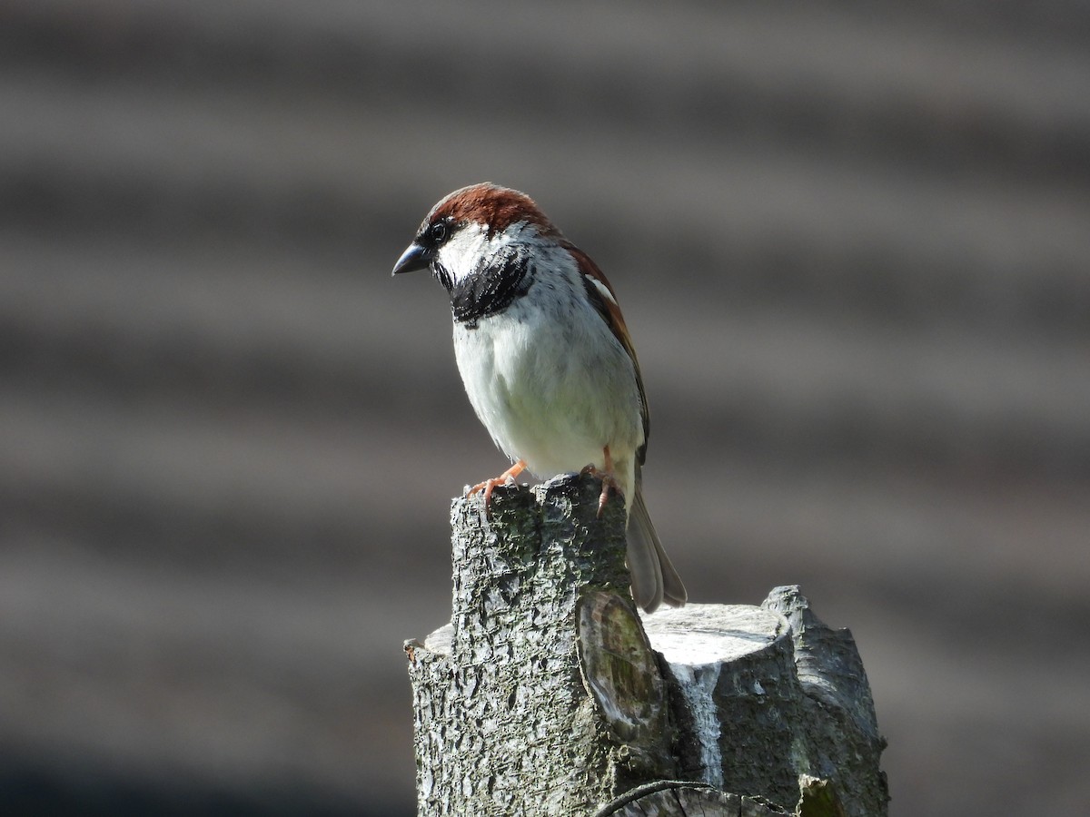 House Sparrow - ML620703920