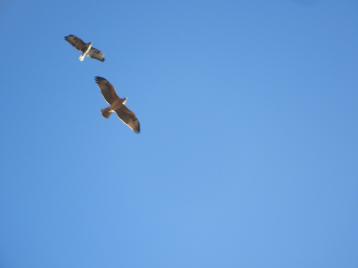 Águila Perdicera - ML620703925