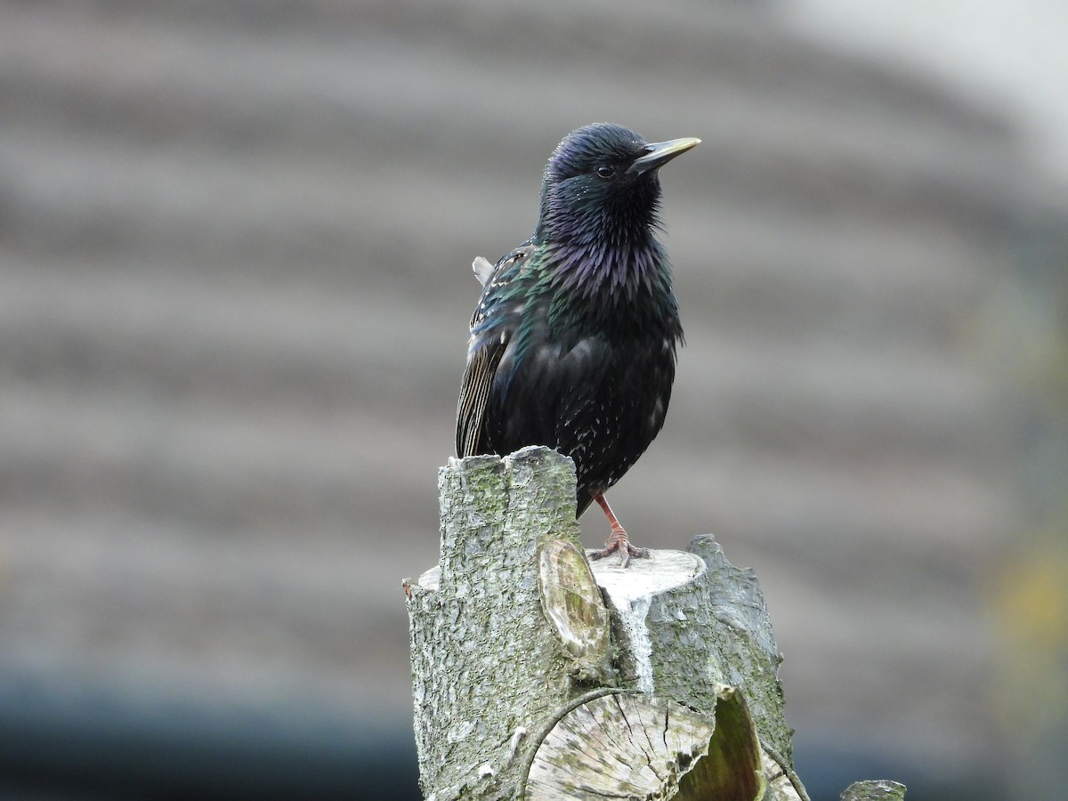 European Starling - ML620703927