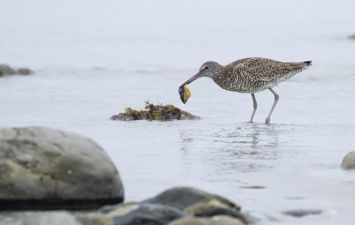 Playero Aliblanco (semipalmata) - ML620703929