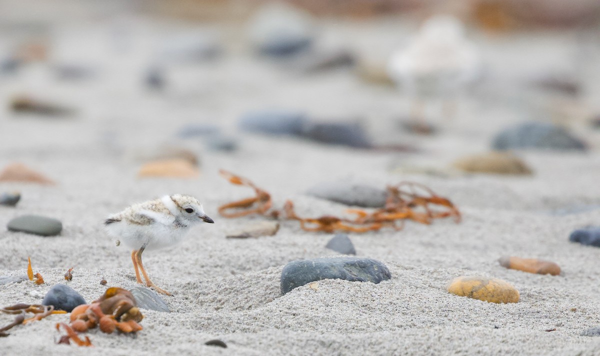 Piping Plover - ML620703930