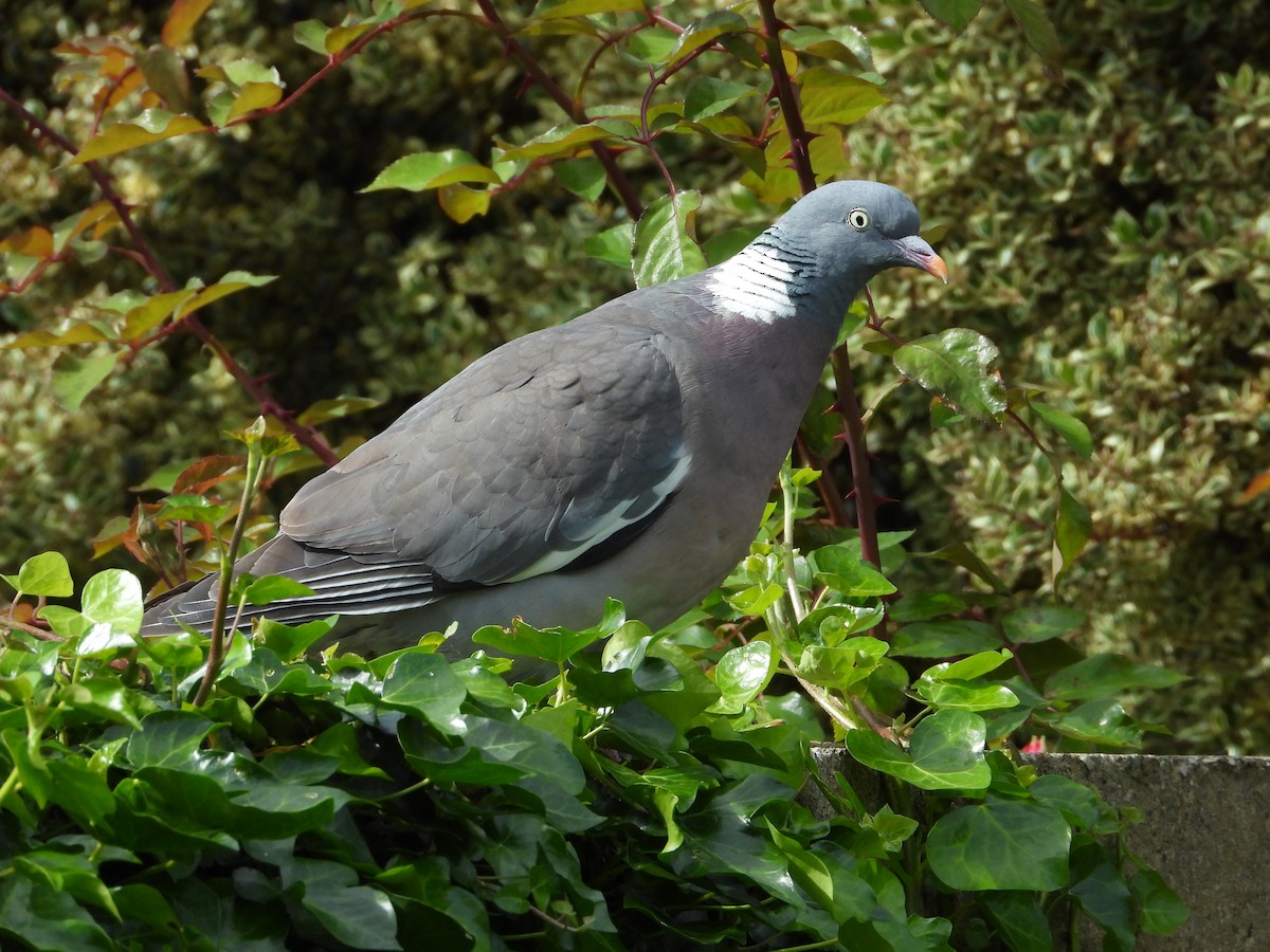 Common Wood-Pigeon - ML620703935