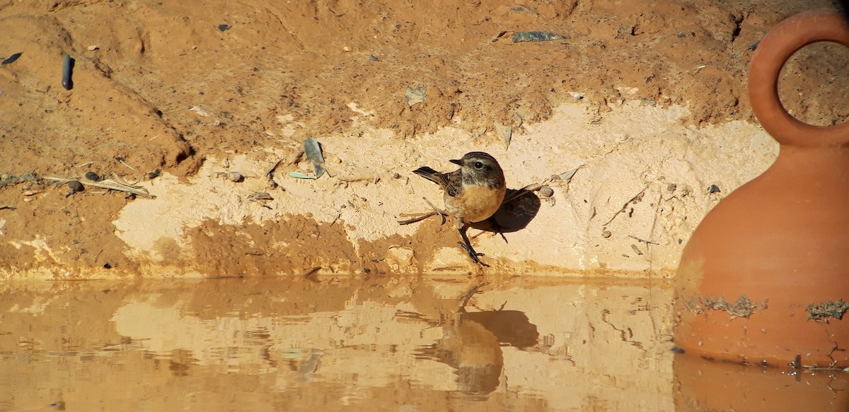 European Stonechat - ML620703937