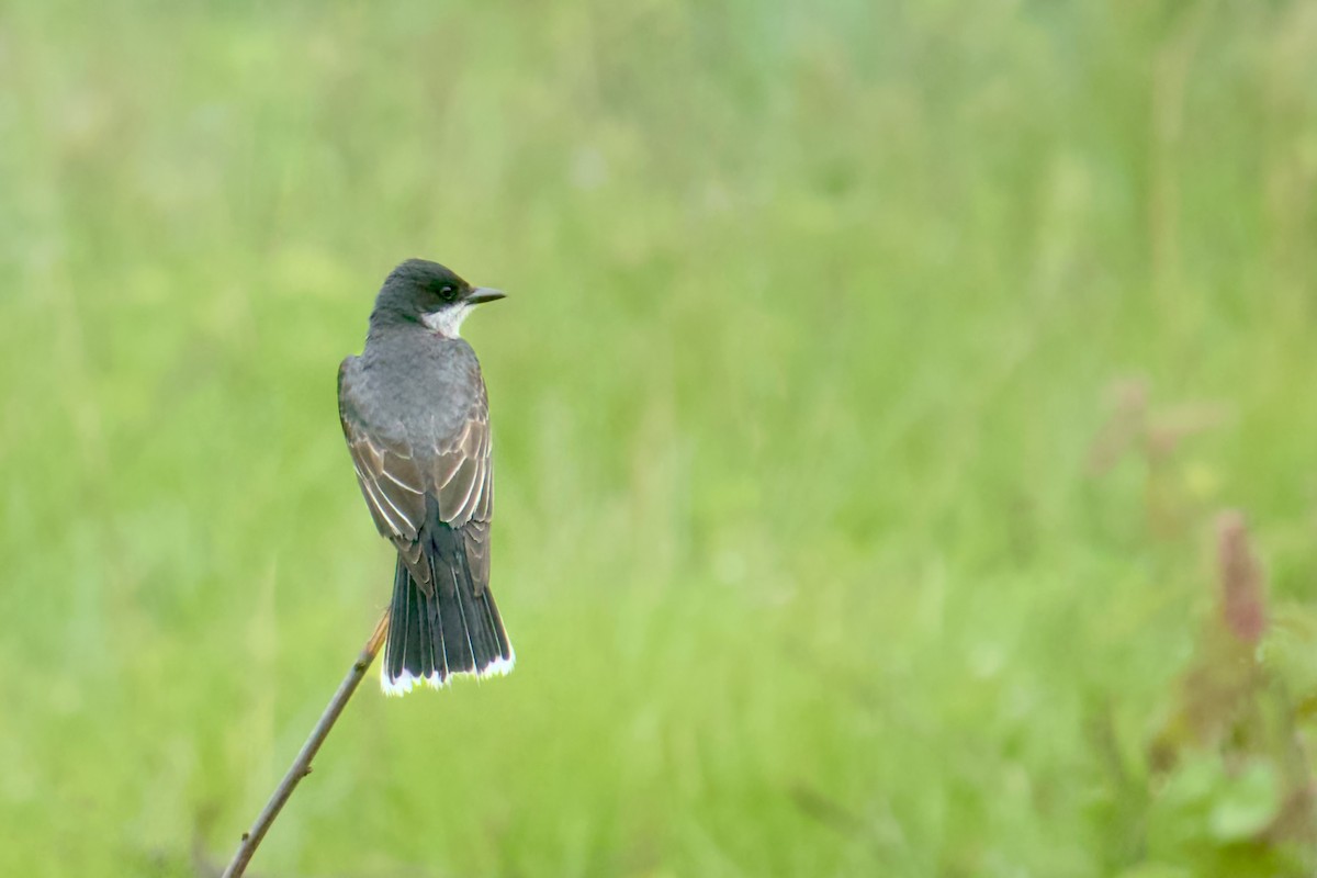 Eastern Kingbird - ML620703942