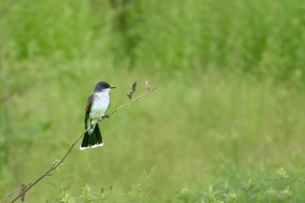 Eastern Kingbird - ML620703943