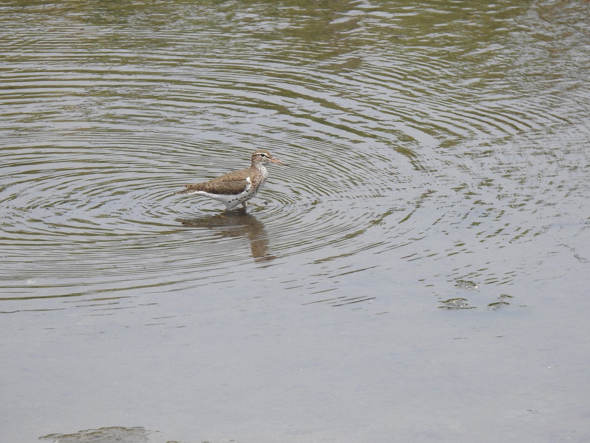 Spotted Sandpiper - ML620703944