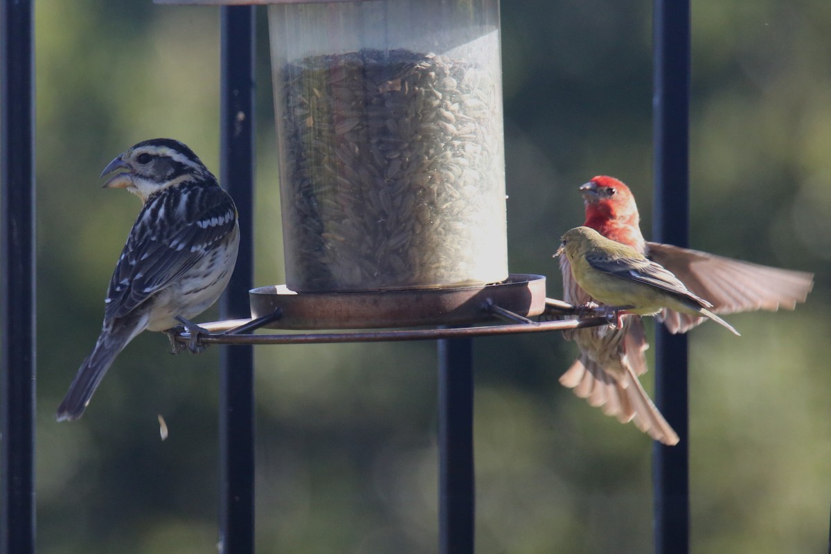 Black-headed Grosbeak - ML620703945