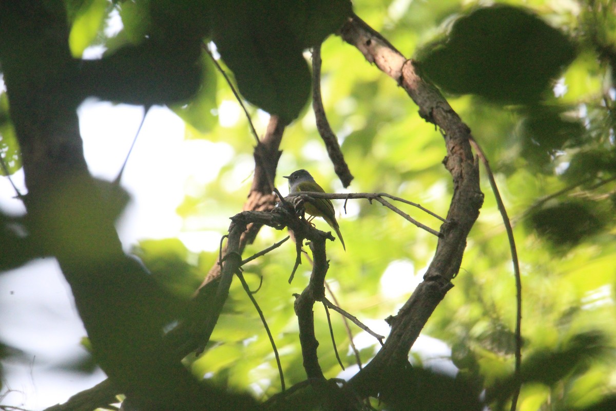 Gray-headed Canary-Flycatcher - ML620703951