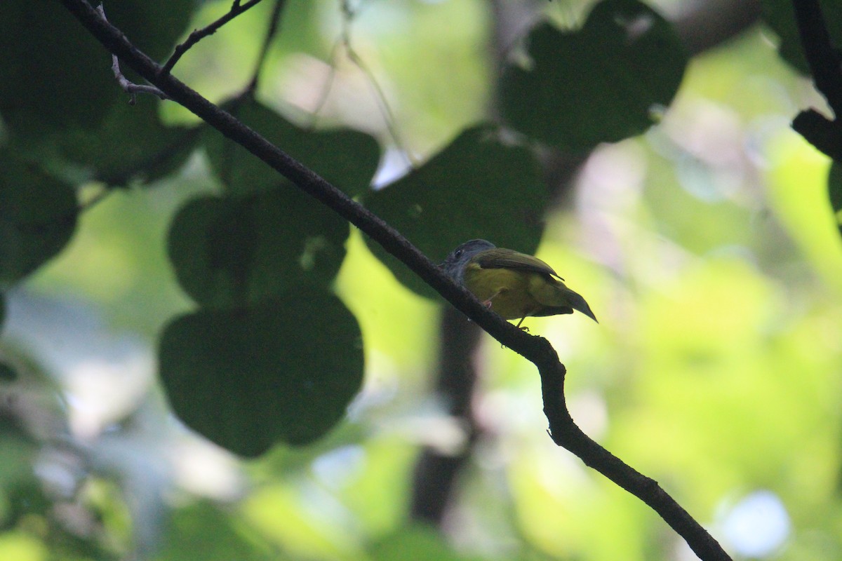 Gray-headed Canary-Flycatcher - ML620703952